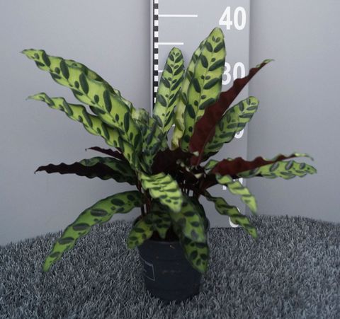 Calathea lancifolia