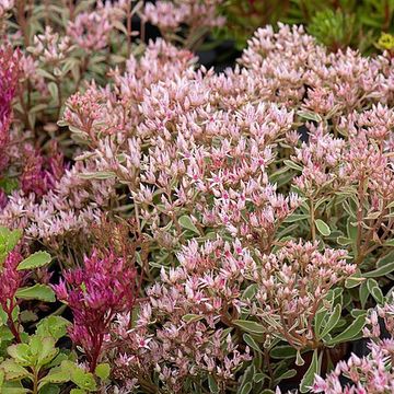 Sedum spurium 'Tricolor'