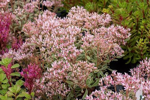 Sedum spurium 'Tricolor'