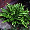 Asplenium scolopendrium