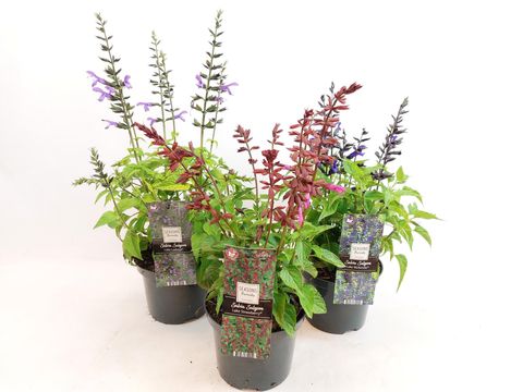Salvia SALGOON MIX