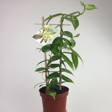 Vanilla planifolia 'Variegata'