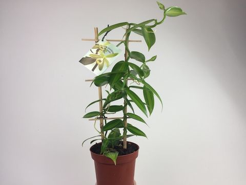 Vanilla planifolia 'Variegata'