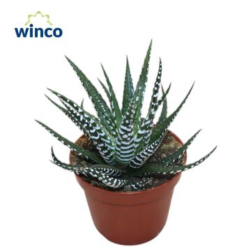 Haworthia fasciata 'Big Band'