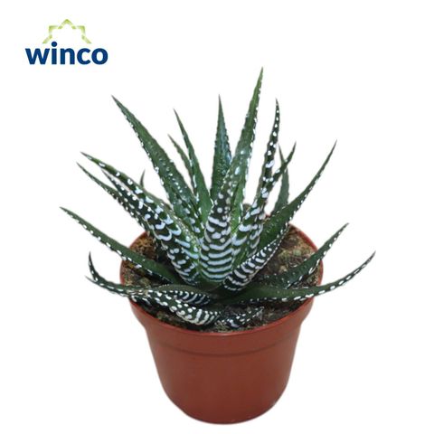 Haworthia fasciata 'Big Band'