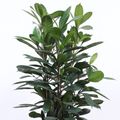 Ficus cyathistipula