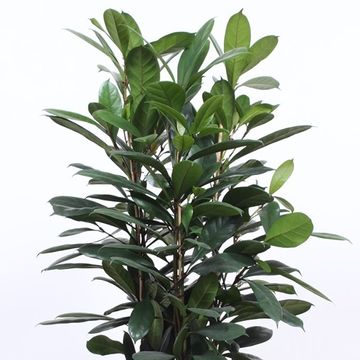 Ficus cyathistipula