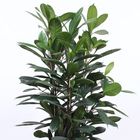 Ficus cyathistipula