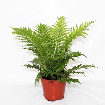 Blechnum gibbum 'Silver Lady'