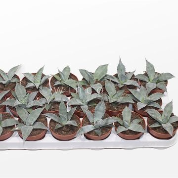 Agave potatorum