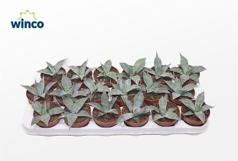 Agave potatorum