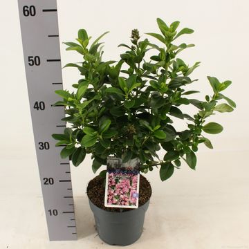 Escallonia laevis PINK ELLE