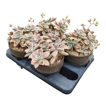 Graptopetalum paraguayense