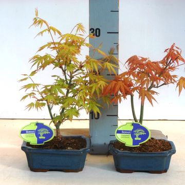 Acer palmatum 'Orange Dream'