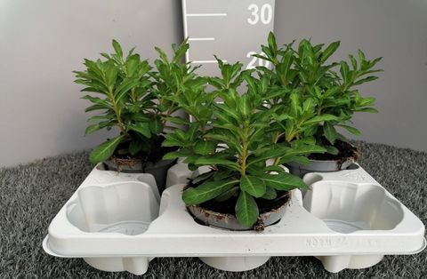 Lysimachia 'Autumn Snow'