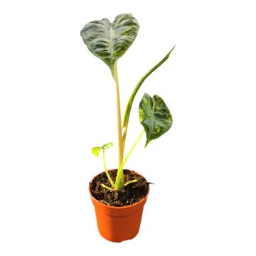Alocasia longiloba 'Aurea Variegata'