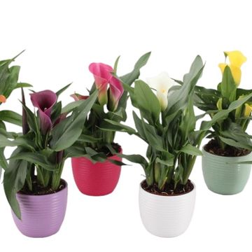Zantedeschia MIX