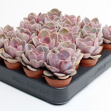 Echeveria 'Perle von Nürnberg'