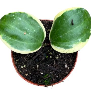 Hoya latifolia 'Albomarginata'