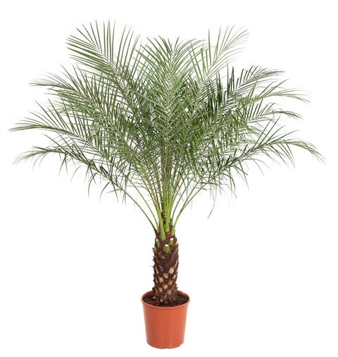 Phoenix roebelenii
