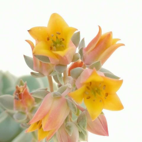 Echeveria 'Lola'