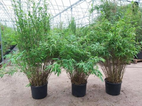 Fargesia nitida 'Volcano'