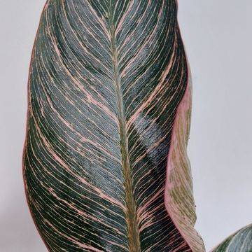 Philodendron PINK BIKINI