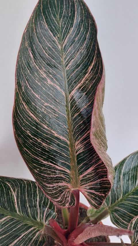 Philodendron 'Pink Birkin'