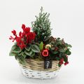Arrangement Christmas