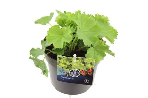Alchemilla mollis