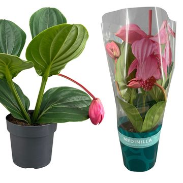 Medinilla magnifica 'Flamenco'