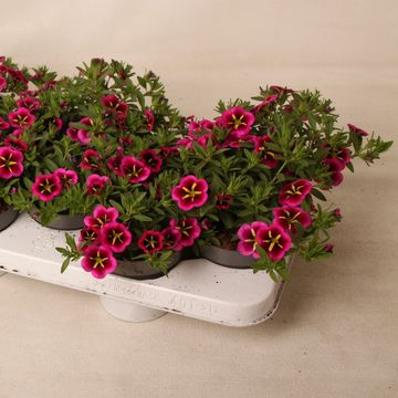 Calibrachoa CABARET GOOD NIGHT KISS