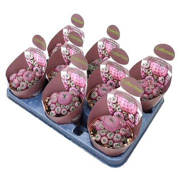 Sulcorebutia rauschii violacidermis