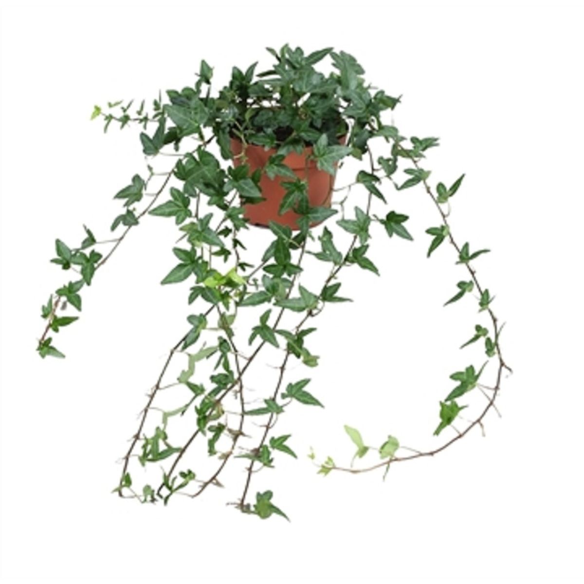 Hedera Helix Shamrock Plant Wholesale FlorAccess hedera-helix-shamrock-plant-wholesale-floraccess