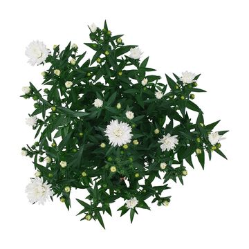 Aster SHOWMAKERS SNOW WHITE