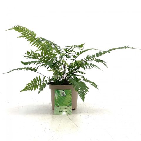 Dryopteris cycadina