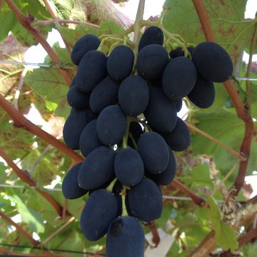 Vitis 'Venus'