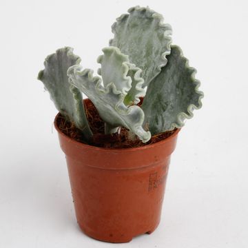 Cotyledon undulata