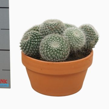 Mammillaria hahniana