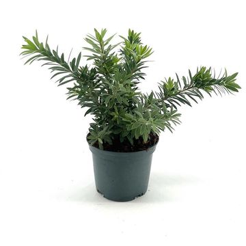 Callistemon viminalis