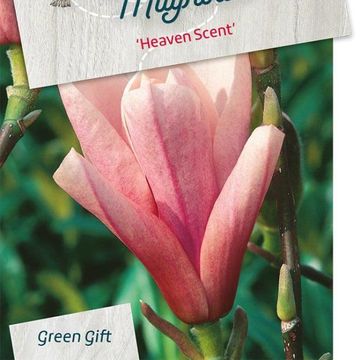 Magnolia 'Heaven Scent'