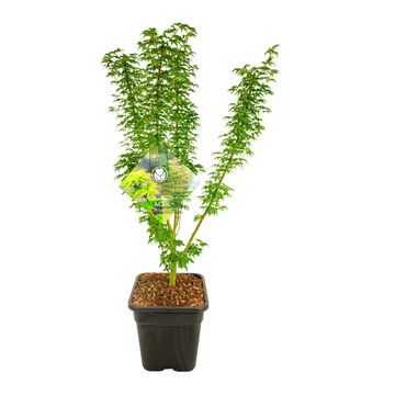 Acer palmatum 'Shishigashira'