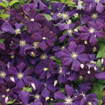 Clematis 'Etoile Violette' (Vt)