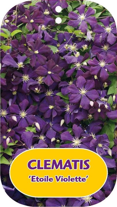 Clematis 'Этуаль Виолет' (Vt)