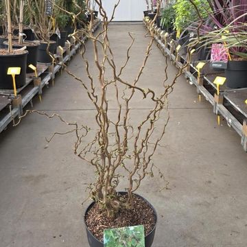 Corylus avellana 'Scooter'