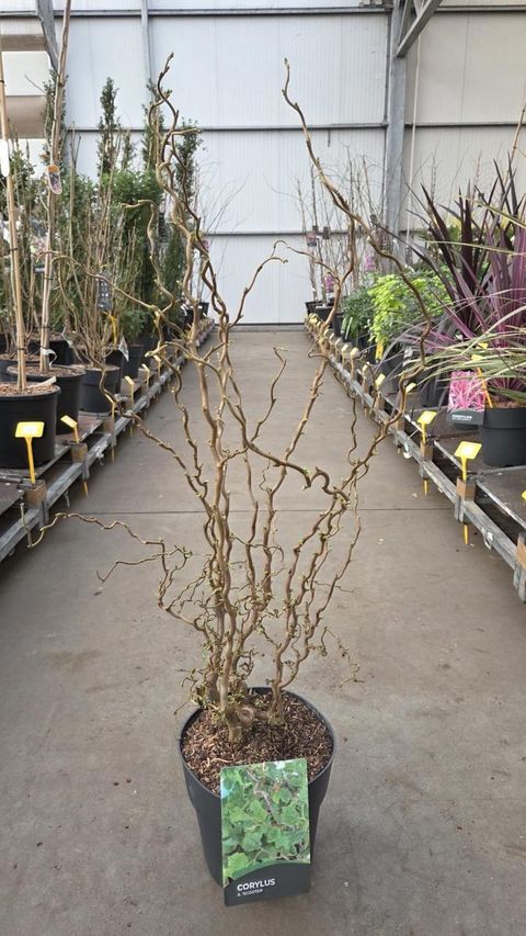 Corylus avellana 'Scooter'