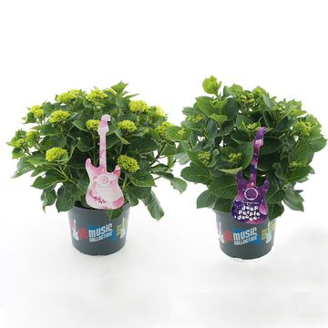 Hydrangea macrophylla MIX