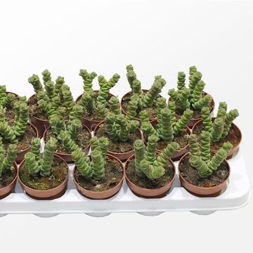 Crassula marnieriana