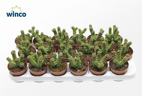 Crassula marnieriana