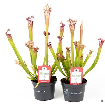 Sarracenia leucophylla 'Mississippi'